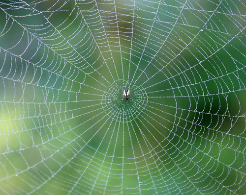 Tuft-legged Orbweaver