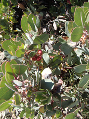 Arctostaphylos canescens