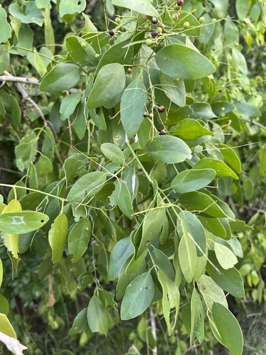 Image of Salvadora persica by (c) Алёна Осипова, some rights reserved (CC BY)