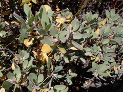 Arctostaphylos canescens