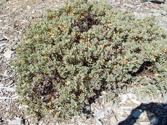 Arctostaphylos canescens