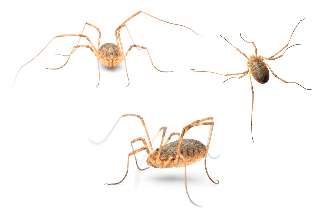 Roeweritta carpentieri