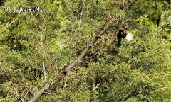 Pipilo maculatus × ocai