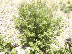 Notholithocarpus densiflorus echinoides