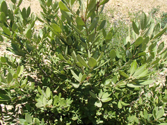 Notholithocarpus densiflorus echinoides