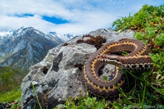 Seoane's Viper photo 2
