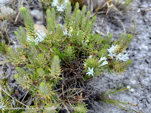 Image of Merciera leptoloba by (c) William Keenan, some rights reserved (CC BY)