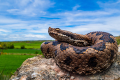 Lataste's Viper photo 1