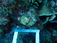 Agaricia humilis