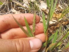 Dichanthelium columbianum