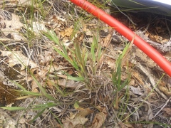 Dichanthelium columbianum