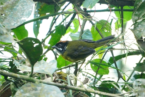 Moustached Brushfinch (Atlapetes albofrenatus), photo 10
