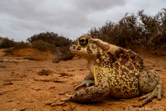 Berber Toad photo 3