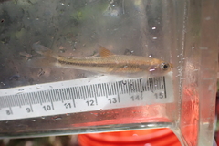 Blacktip Shiner photo 4