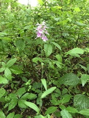 Platanthera peramoena