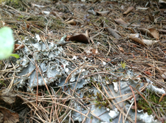 Peltigera neopolydactyla