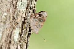 Eunica monima modesta