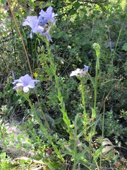 Linum hirsutum