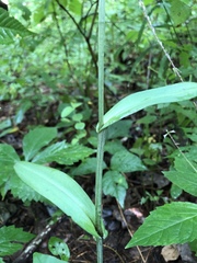 Platanthera peramoena