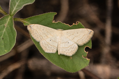 Scopula umbilicata