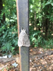 Acronicta lobeliae