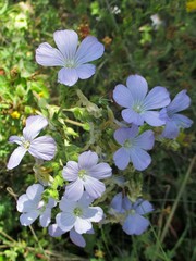 Linum hirsutum
