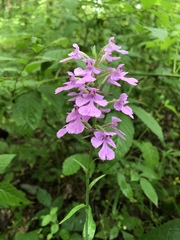 Platanthera peramoena