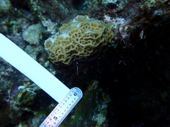 Agaricia humilis