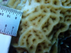 Agaricia humilis