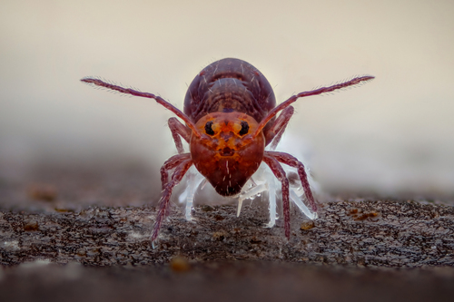 Dicyrtoma fusca, photo 3 of 8