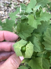 Physalis heterophylla