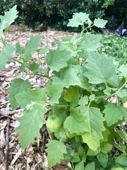 Physalis heterophylla