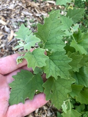 Physalis heterophylla