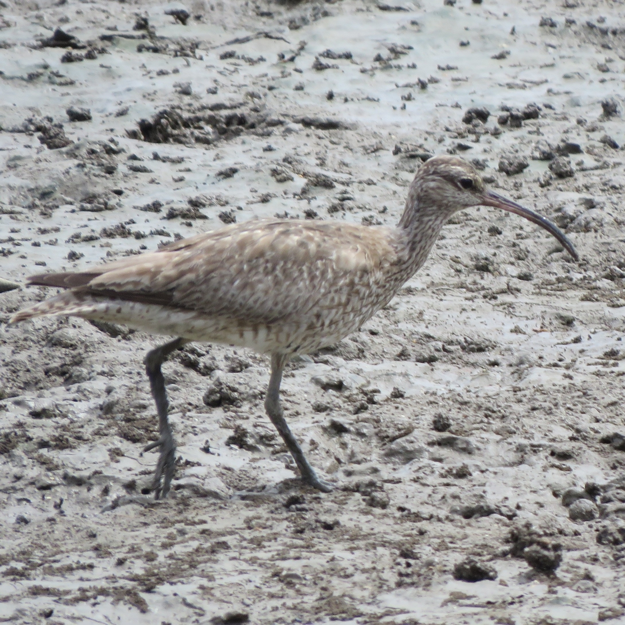 Whimbrel (Numenius phaeopus)