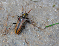 Oxymirus cursor
