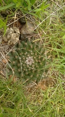 Mammillaria uncinata