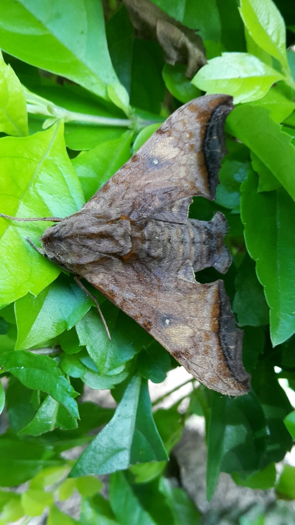 Nyceryx riscus