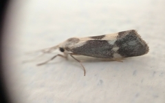Cisthene faustinula