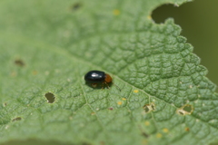 Podagrica fuscicornis