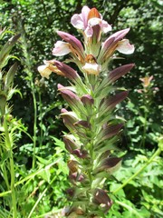 Acanthus hungaricus