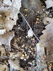 Callirhytis quercusoperator