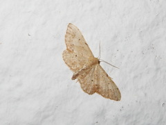 Idaea efflorata