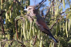 Coracias naevius mosambicus