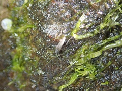 Telmatogeton japonicus
