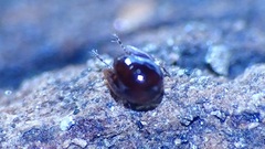 Galumnidae