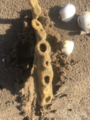 Callyspongia annulata