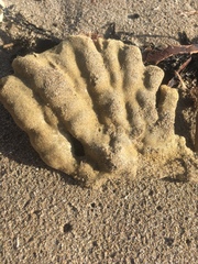 Callyspongia annulata