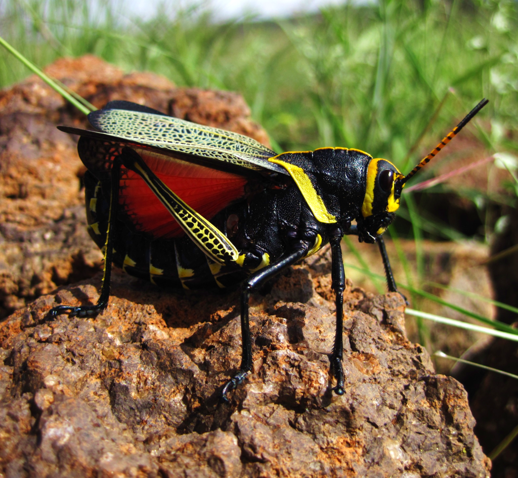 Horse Lubber (Insects and Arachnids of Coronado National