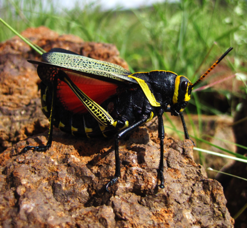 Horse Lubber Grasshopper (Insects and Arachnids of Coronado National ...