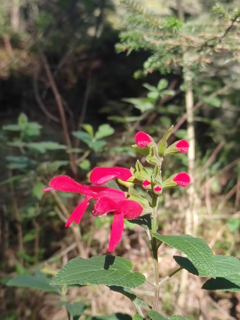 Cardinal Sage from Cd. de México, México on December 1, 2024 at 09:06 ...